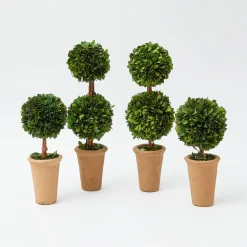 Potted Boxwood Decoration Set|Mrs. Alice